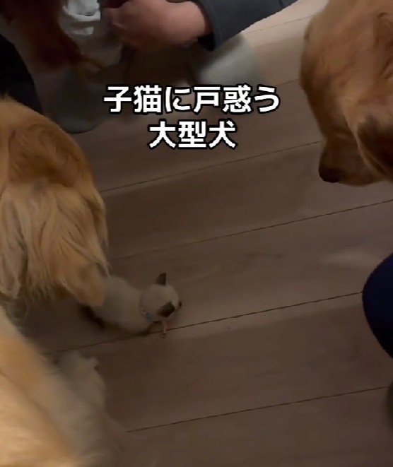 小さな子猫を保護