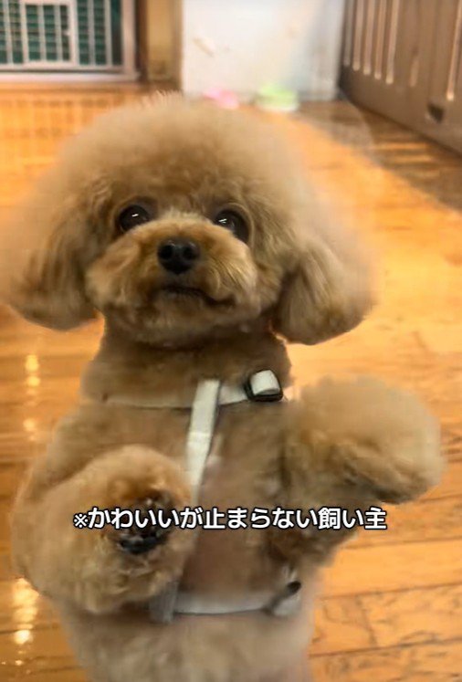 可愛すぎる♡