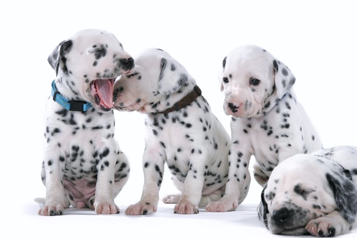 4頭のダルメシアンの子犬