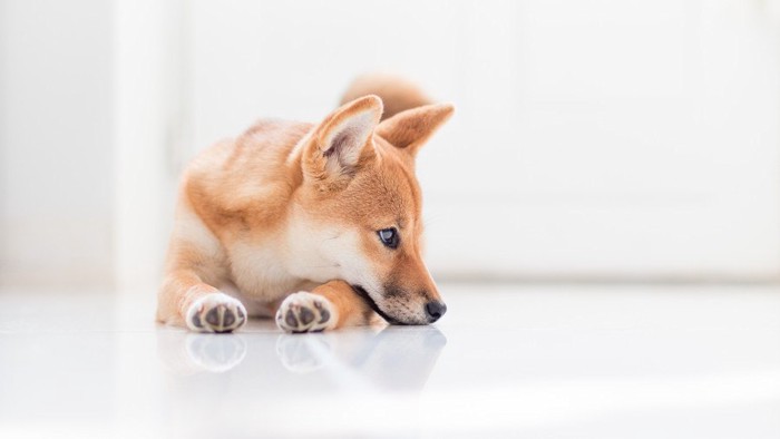 伏せて自分の手にアゴをのせている柴犬の横顔