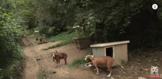 点々と連なる犬小屋と鎖につながれた犬たち