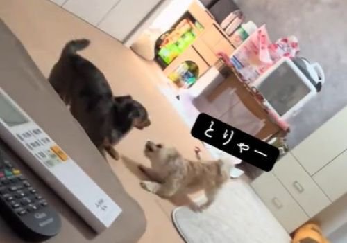 2匹でわちゃわちゃ♪