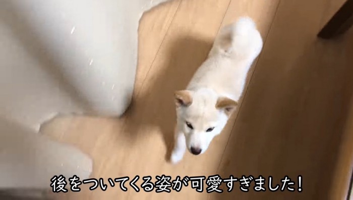 飼い主の後を追う犬