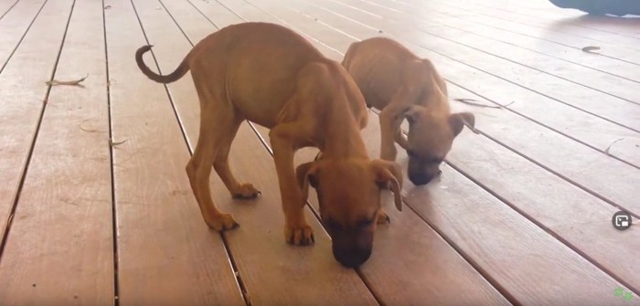 2匹の茶色い子犬