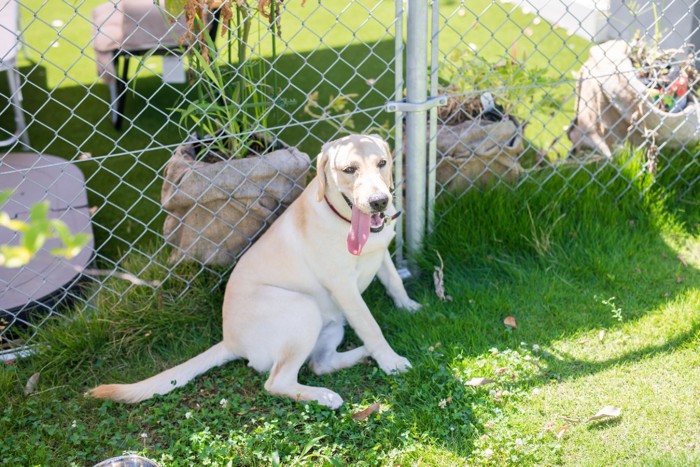 暑そうに座り込む犬