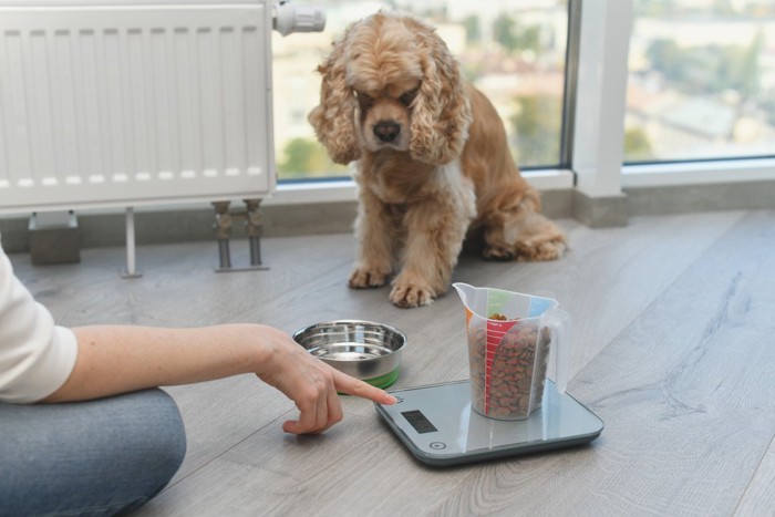 フードを量る人と見つめる犬