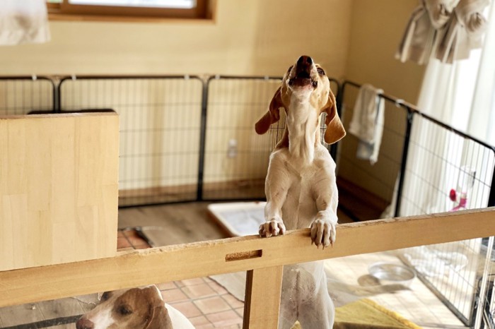 ケージの中で遠吠えする犬