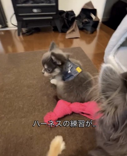 体を揺らしながら歩く犬