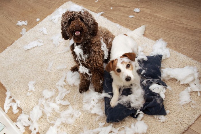 中綿を取り出して遊んだ二頭の犬