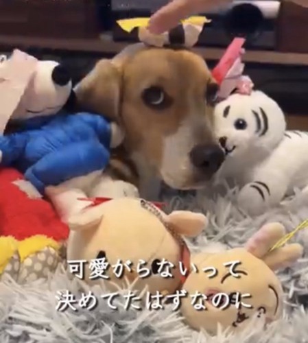 ぬいぐるみに囲まれた犬