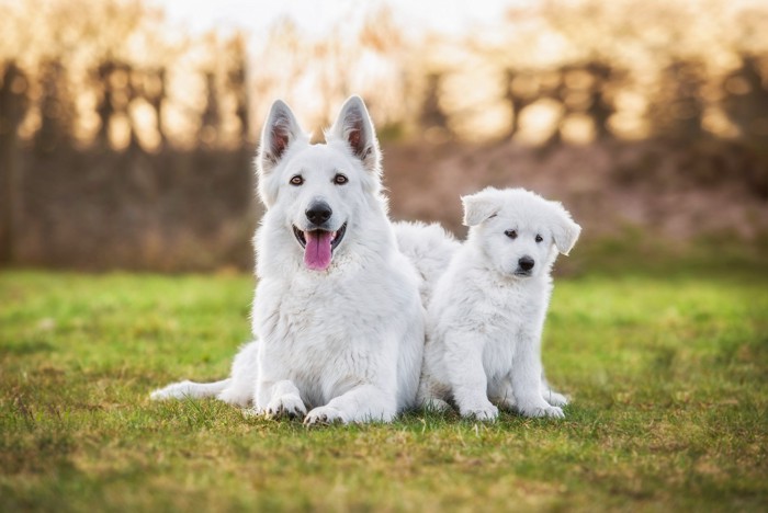 寄り添い合う成犬と子犬のホワイトスイスシェパード