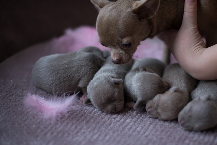 生まれて間もない子犬たちを見守るイザベラチワワの母犬