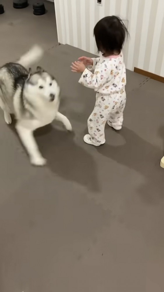 近づく女の子、戦闘態勢になるハスキー