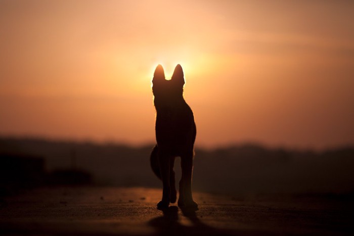 夕暮れに佇む犬