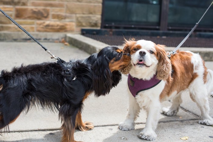 散歩中に会った犬の匂いを嗅ぐ犬