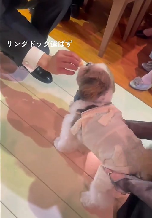 おやつを食べる犬