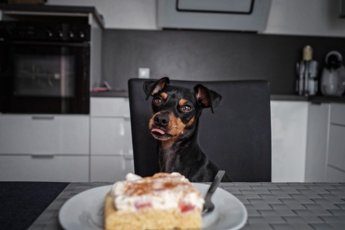 ケーキと犬