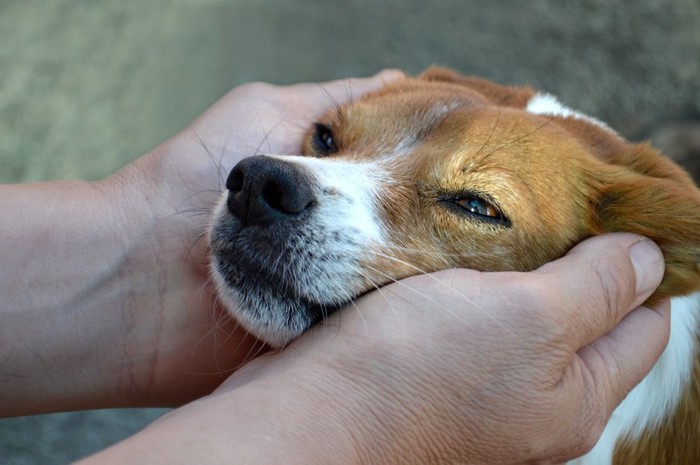 男性の手で顔を撫でられる犬