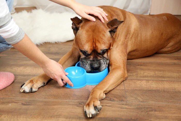 食事を貰う犬