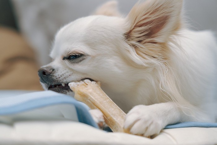 ガムを手で押さえて食べるチワワ