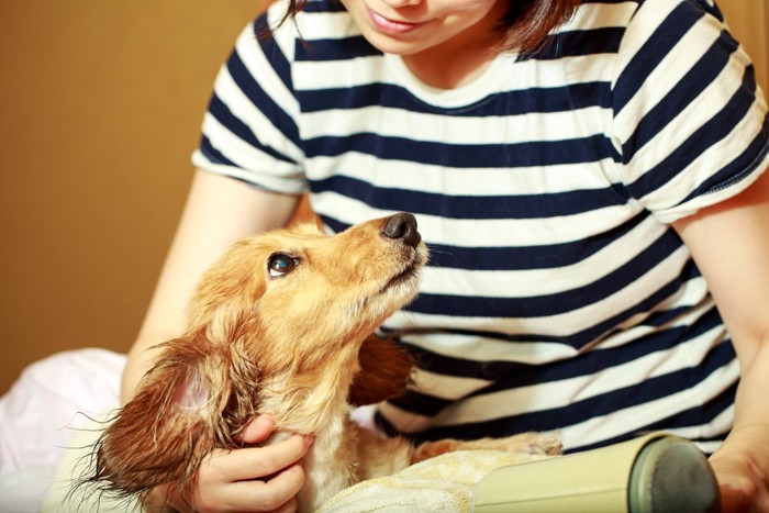 飼い主を見ている犬の写真