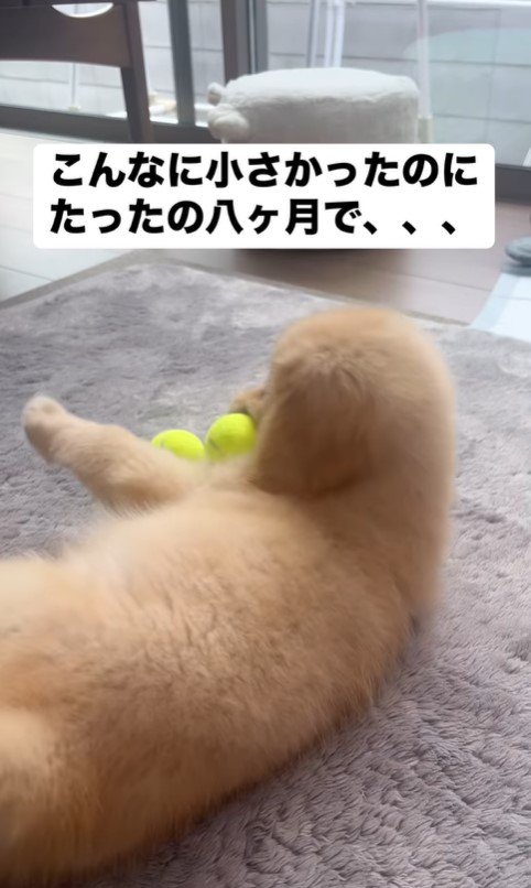 ビビちゃんの成長3