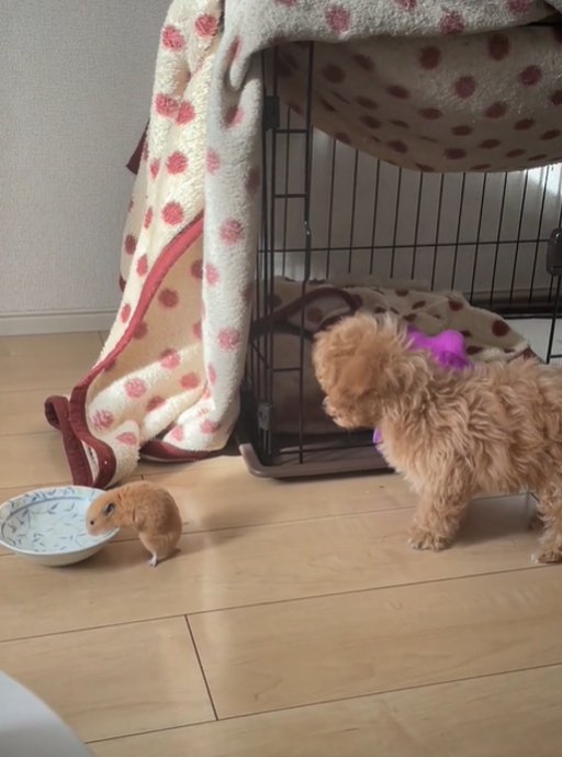 水を飲むハムスターと見つめる犬3