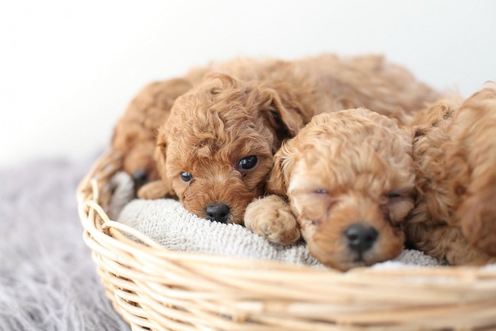 生まれたばかりのプードルの子犬たち