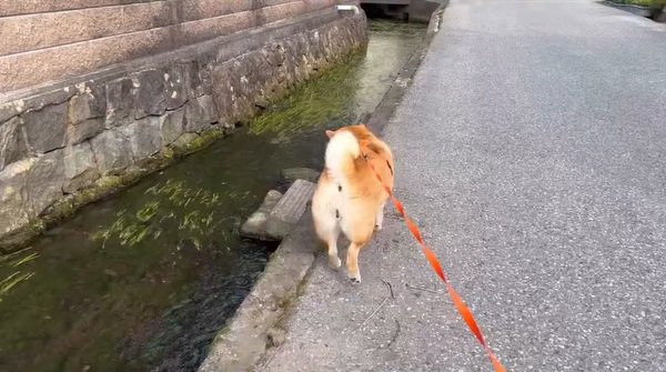 散歩するわらびちゃん