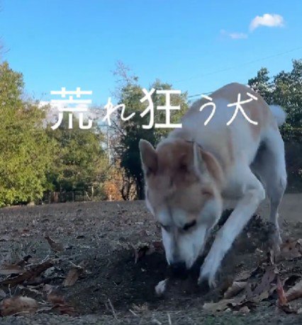 穴掘り名人！！