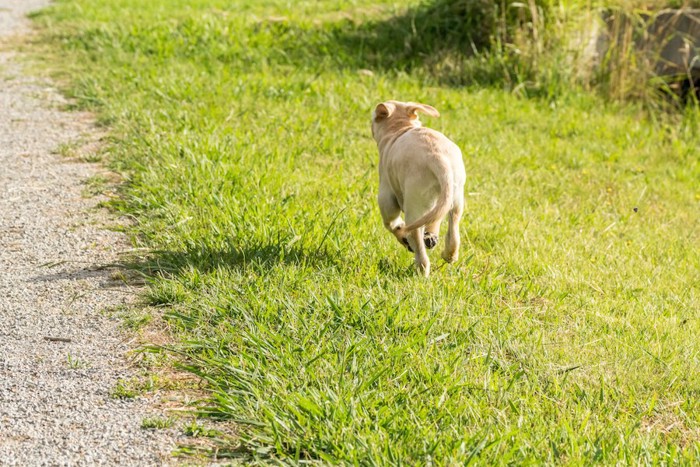 走る子犬の後ろ姿