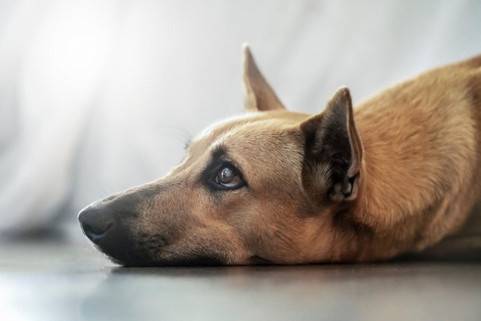 退屈で寂しい犬