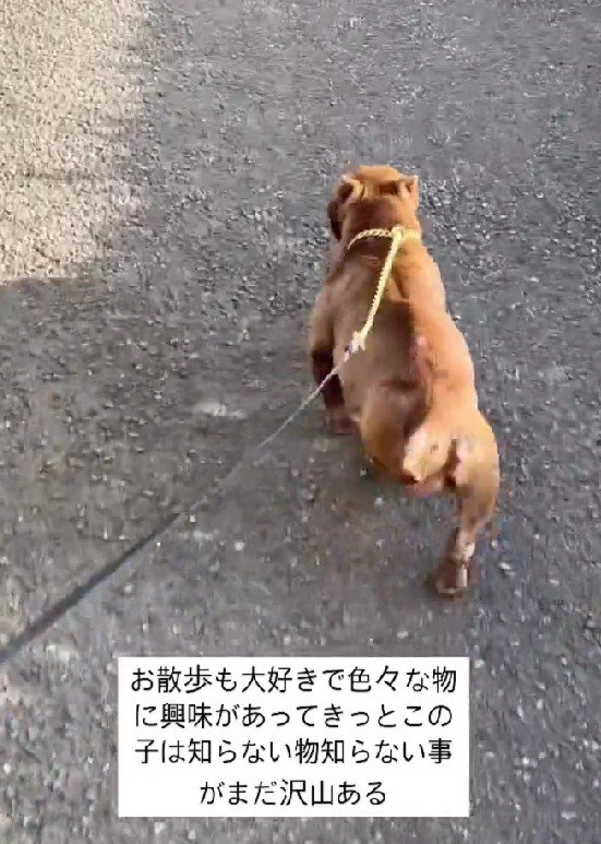 お散歩を欠かさない