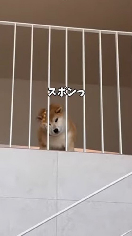 柵の間から頭が抜けた犬