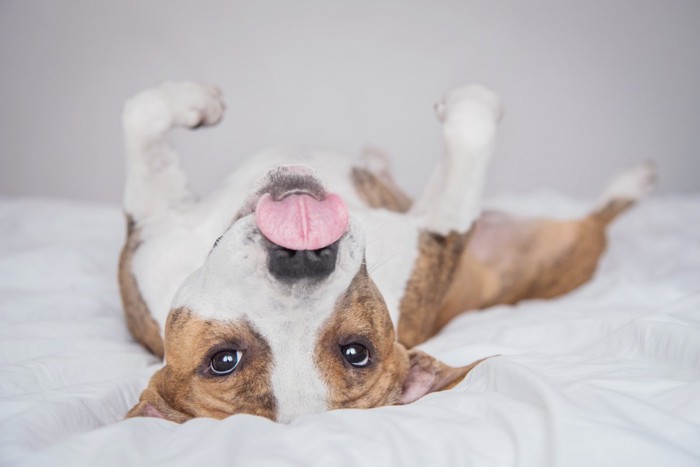 ベッドでくつろいでいる犬