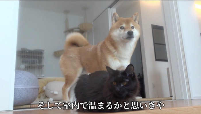 窓から外を見る犬