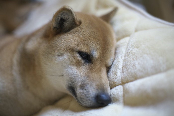 ぐったりと横になっている柴犬