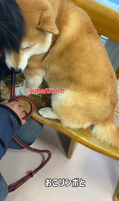 動物病院に来た3匹の柴犬6