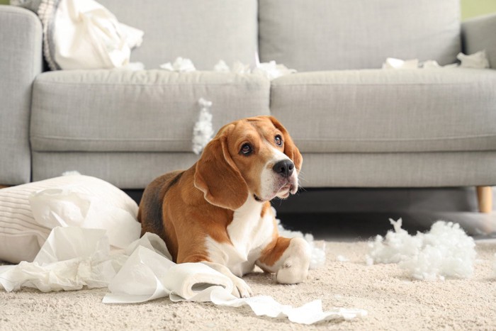 留守中に部屋中を散らかした犬