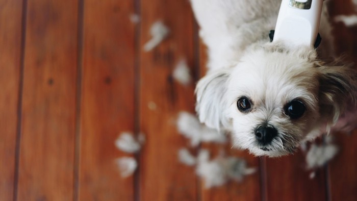 ヘアーカットされて上を見る犬