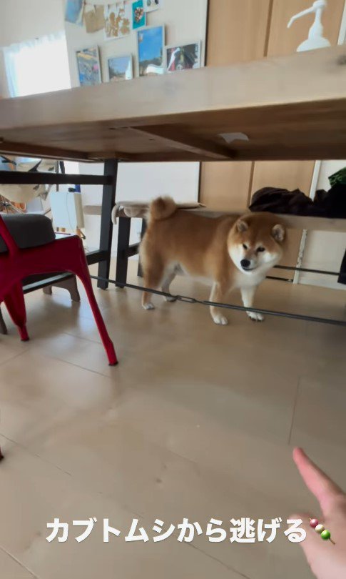 カブトムシを見た時のだんごちゃん5
