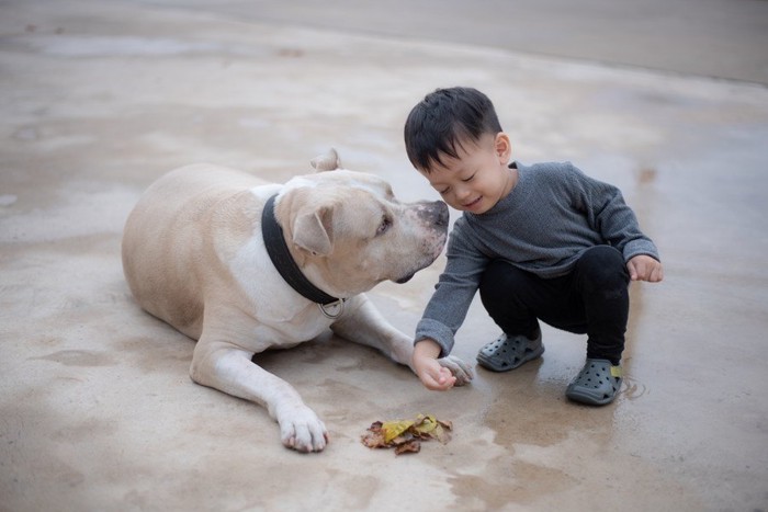 犬と赤ちゃん