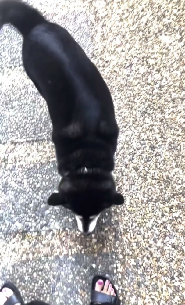 近寄っていく犬2