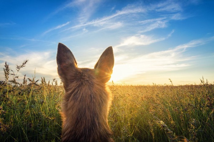 空の景色と犬の後頭部