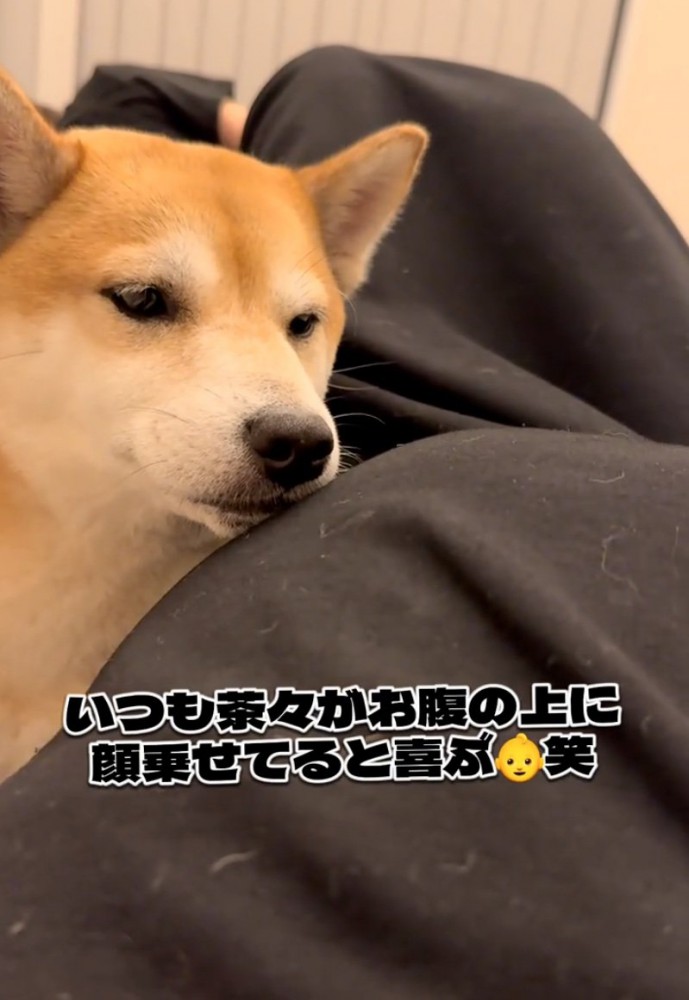 お腹を見る柴犬