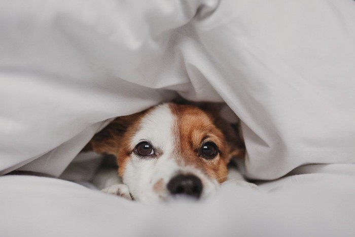 布団に包まれる犬