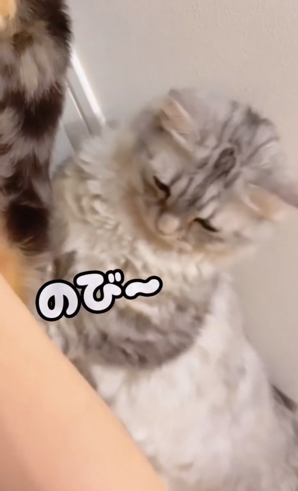 伸びをする猫