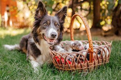 母犬とカゴに入った数匹のボーダーコリーの幼犬