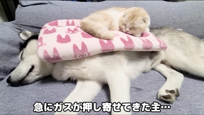 ハスキー犬の上で眠る猫