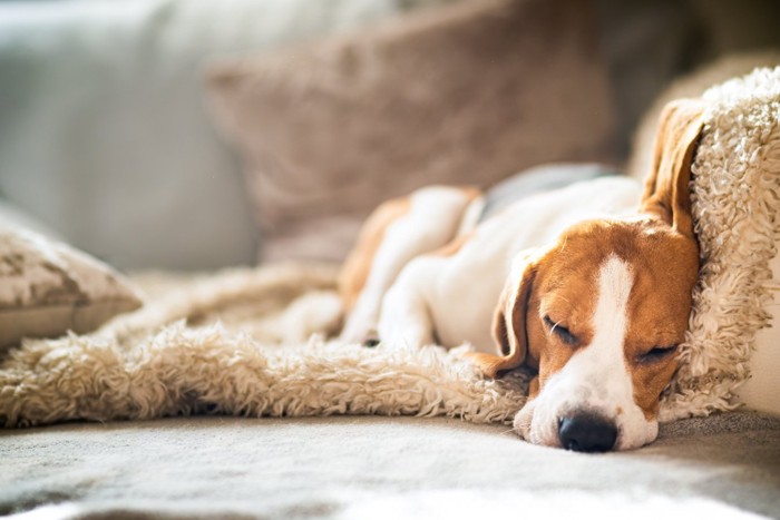 フカフカのラグの上で寝る犬